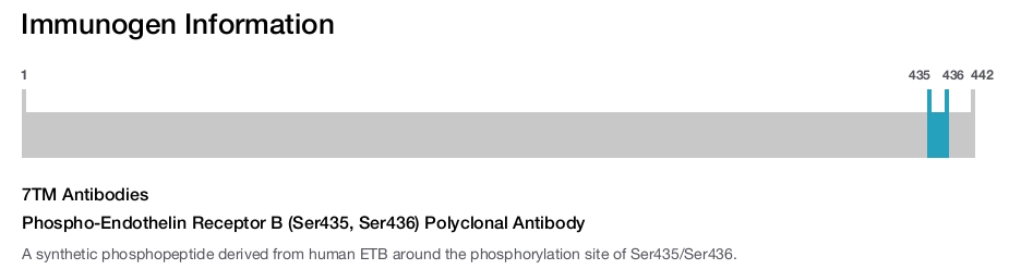 Phospho-Endothelin Receptor B (Ser435, Ser436) Polyclonal Antibody