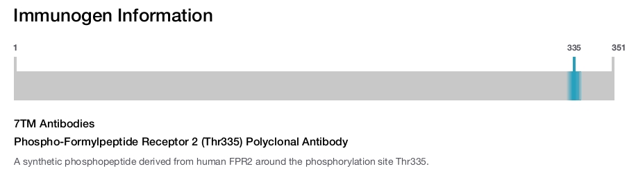 Phospho-Formylpeptide Receptor 2 (Thr335) Polyclonal Antibody