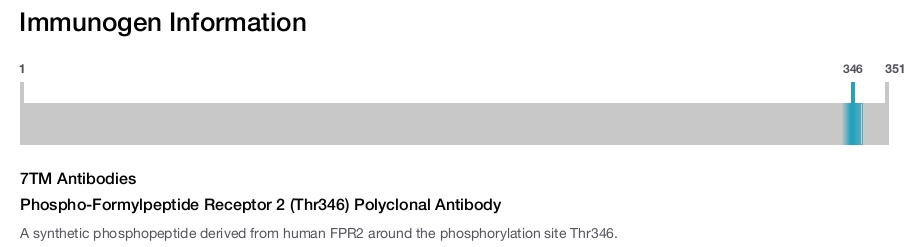 Phospho-Formylpeptide Receptor 2 (Thr346) Polyclonal Antibody