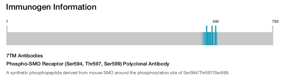 Phospho-SMO Receptor (Ser594, Thr597, Ser599) Polyclonal Antibody