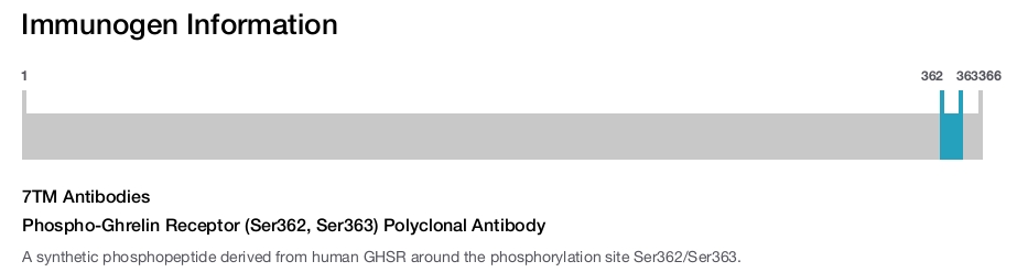 Phospho-Ghrelin Receptor (Ser362, Ser363) Polyclonal Antibody