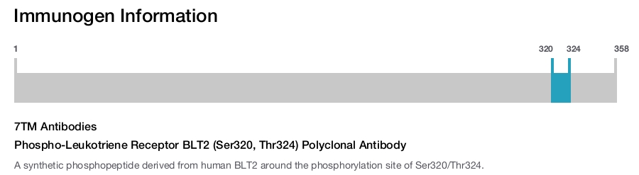 Phospho-Leukotriene Receptor BLT2 (Ser320, Thr324) Polyclonal Antibody