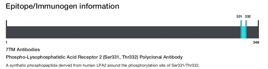 Phospho-Lysophosphatidic Acid Receptor 2 (Ser331, Thr332) Polyclonal Antibody