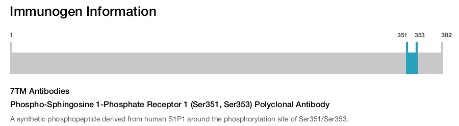 Phospho-Sphingosine 1-Phosphate Receptor 1 (Ser351, Ser353) Polyclonal Antibody