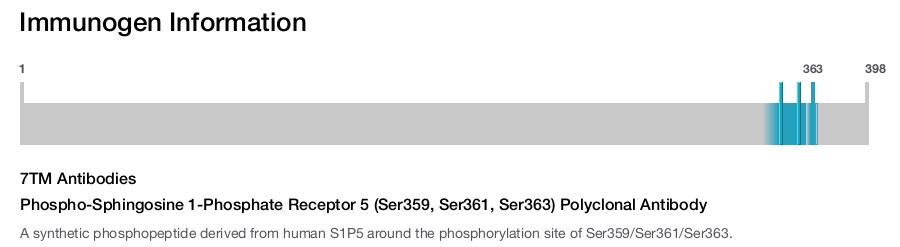 Phospho-Sphingosine 1-Phosphate Receptor 5 (Ser359, Ser361, Ser363) Polyclonal Antibody