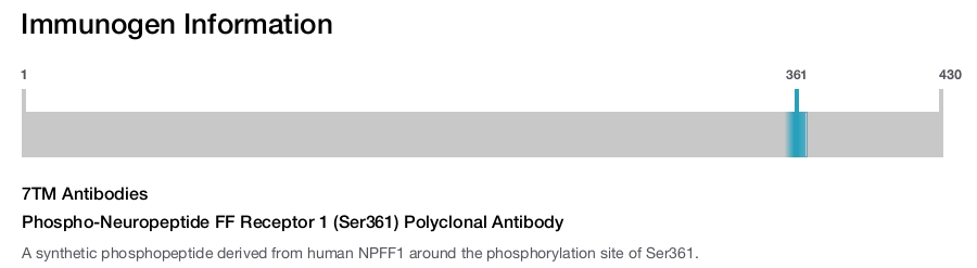 Phospho-Neuropeptide FF Receptor 1 (Ser361) Polyclonal Antibody