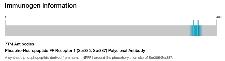 Phospho-Neuropeptide FF Receptor 1 (Ser385, Ser387) Polyclonal Antibody