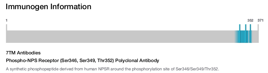Phospho-NPS Receptor (Ser346, Ser349, Thr352) Polyclonal Antibody
