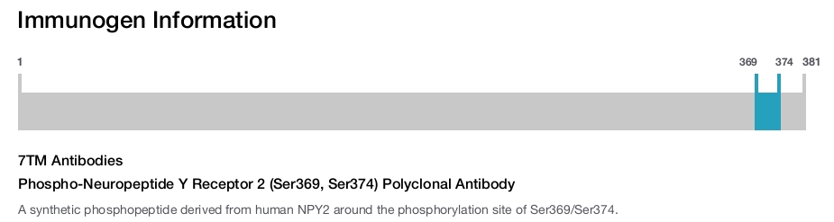 Phospho-Neuropeptide Y Receptor 2 (Ser369, Ser374) Polyclonal Antibody