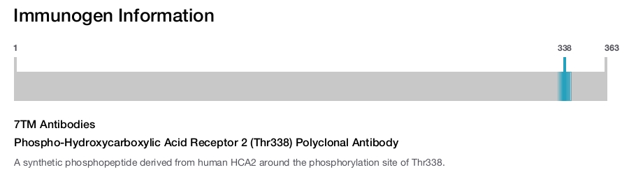 Phospho-Hydroxycarboxylic Acid Receptor 2 (Thr338) Polyclonal Antibody