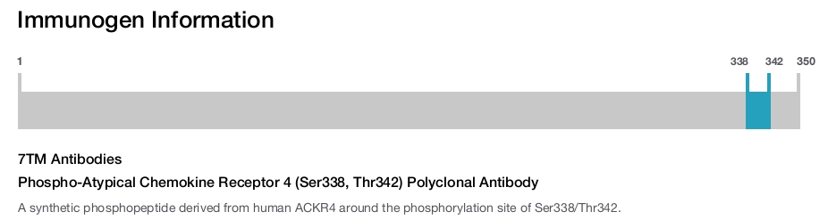 Phospho-Atypical Chemokine Receptor 4 (Ser338, Thr342) Polyclonal Antibody