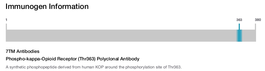 Phospho-kappa-Opioid Receptor (Thr363) Polyclonal Antibody
