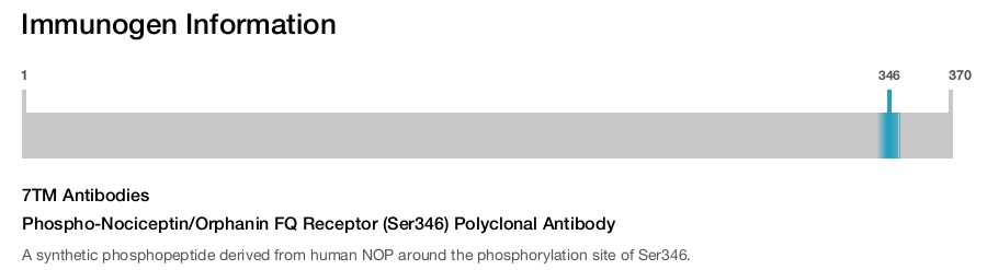 Phospho-Nociceptin/Orphanin FQ Receptor (Ser346) Polyclonal Antibody