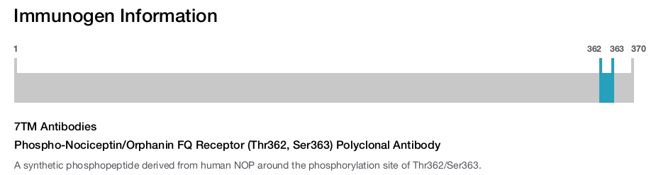 Phospho-Nociceptin/Orphanin FQ Receptor (Thr362, Ser363) Polyclonal Antibody