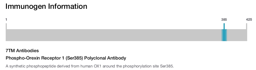 Phospho-Orexin Receptor 1 (Ser385) Polyclonal Antibody
