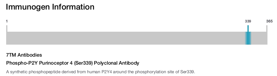 Phospho-P2Y Purinoceptor 4 (Ser339) Polyclonal Antibody