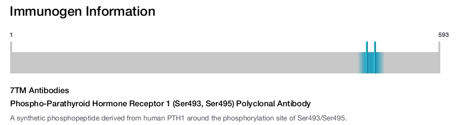 Phospho-Parathyroid Hormone Receptor 1 (Ser493, Ser495) Polyclonal Antibody
