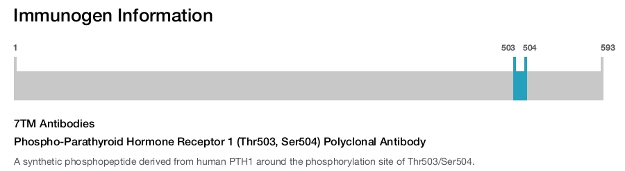 Phospho-Parathyroid Hormone Receptor 1 (Thr503, Ser504) Polyclonal Antibody