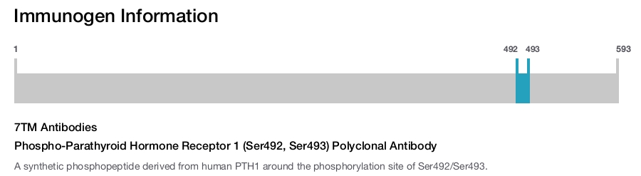 Phospho-Parathyroid Hormone Receptor 1 (Ser492, Ser493) Polyclonal Antibody