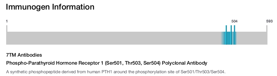 Phospho-Parathyroid Hormone Receptor 1 (Ser501, Thr503, Ser504) Polyclonal Antibody