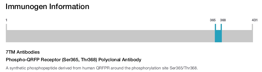Phospho-QRFP Receptor (Ser365, Thr368) Polyclonal Antibody