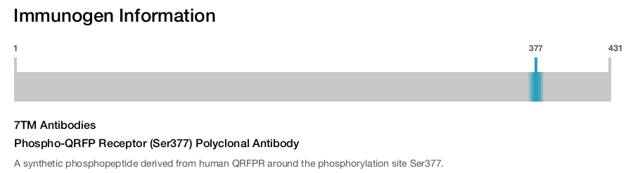 Phospho-QRFP Receptor (Ser377) Polyclonal Antibody