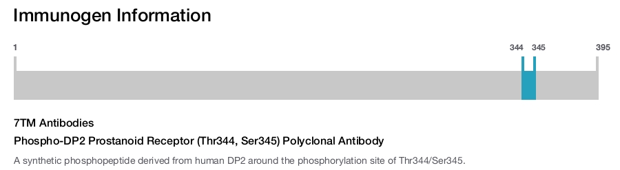 Phospho-DP2 Prostanoid Receptor (Thr344, Ser345) Polyclonal Antibody