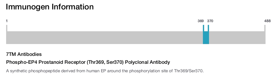 Phospho-EP4 Prostanoid Receptor (Thr369, Ser370) Polyclonal Antibody