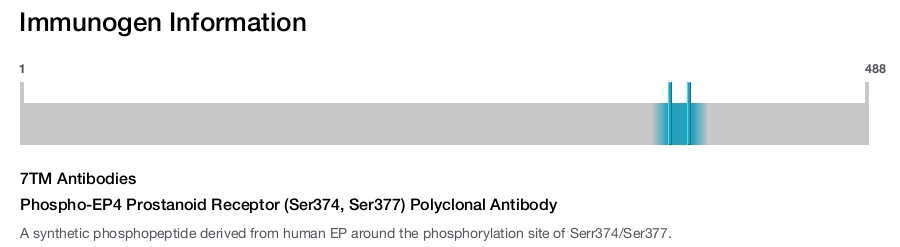 Phospho-EP4 Prostanoid Receptor (Ser374, Ser377) Polyclonal Antibody