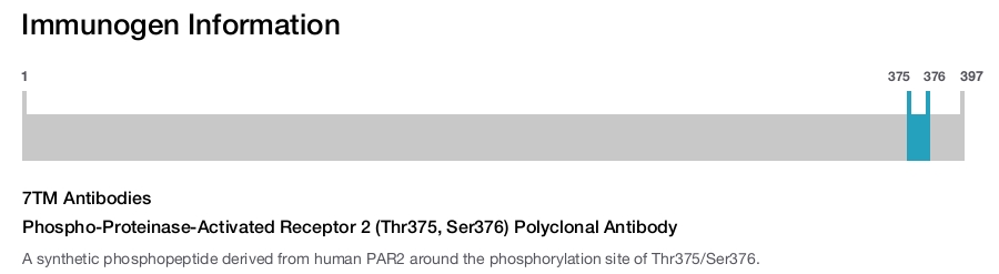 Phospho-Proteinase-Activated Receptor 2 (Thr375, Ser376) Polyclonal Antibody