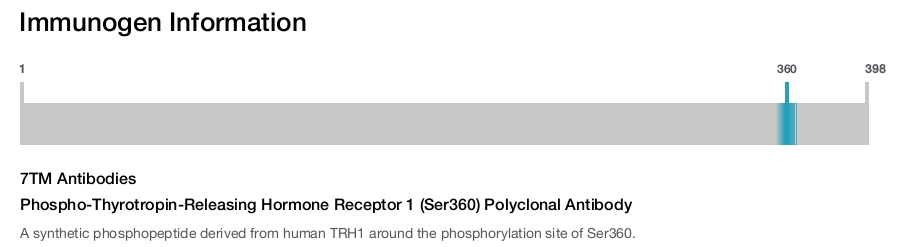 Phospho-Thyrotropin-Releasing Hormone Receptor 1 (Ser360) Polyclonal Antibody