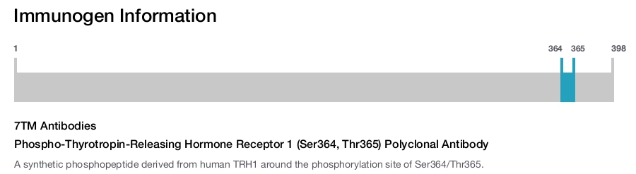 Phospho-Thyrotropin-Releasing Hormone Receptor 1 (Ser364, Thr365) Polyclonal Antibody
