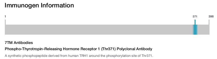 Phospho-Thyrotropin-Releasing Hormone Receptor 1 (Thr371) Polyclonal Antibody