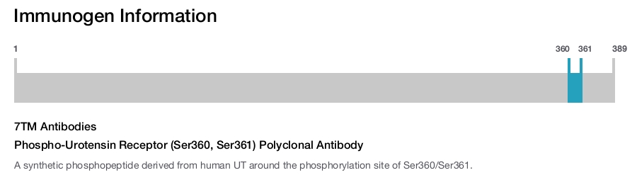 Phospho-Urotensin Receptor (Ser360, Ser361) Polyclonal Antibody