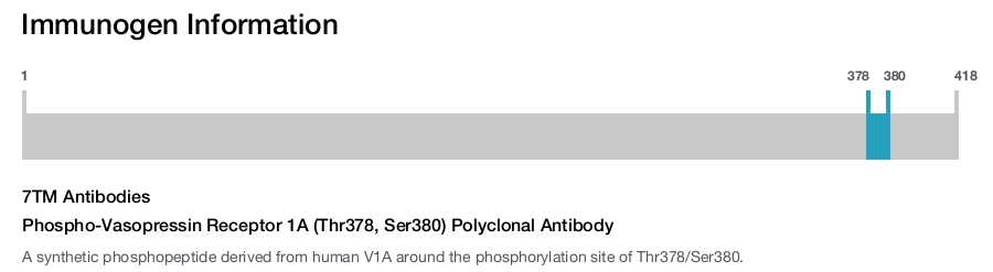 Phospho-Vasopressin Receptor 1A (Thr378, Ser380) Polyclonal Antibody