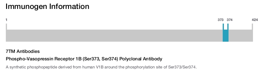 Phospho-Vasopressin Receptor 1B (Ser373, Ser374) Polyclonal Antibody