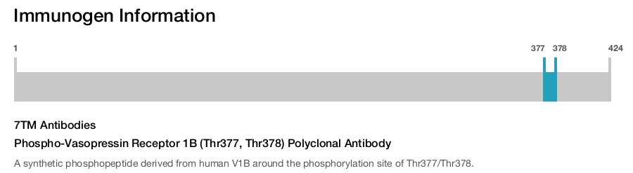 Phospho-Vasopressin Receptor 1B (Thr377, Thr378) Polyclonal Antibody