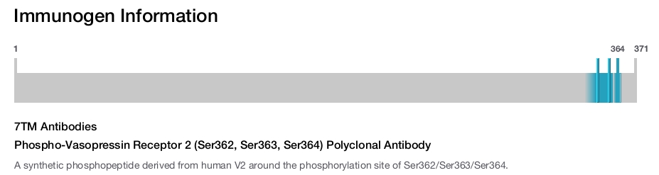 Phospho-Vasopressin Receptor 2 (Ser362, Ser363, Ser364) Polyclonal Antibody