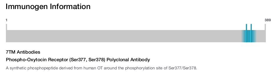 Phospho-Oxytocin Receptor (Ser377, Ser378) Polyclonal Antibody