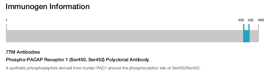 Phospho-PACAP Receptor 1 (Ser450, Ser452) Polyclonal Antibody