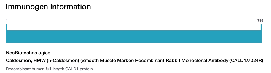 Caldesmon, HMW (h-Caldesmon) (Smooth Muscle Marker) Recombinant Rabbit Monoclonal Antibody (CALD1/7024R)