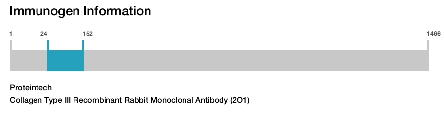 Collagen Type III Recombinant Rabbit Monoclonal Antibody (2O1)