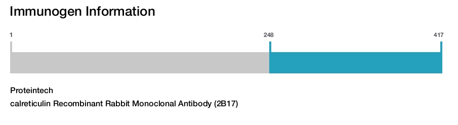 calreticulin Recombinant Rabbit Monoclonal Antibody (2B17)