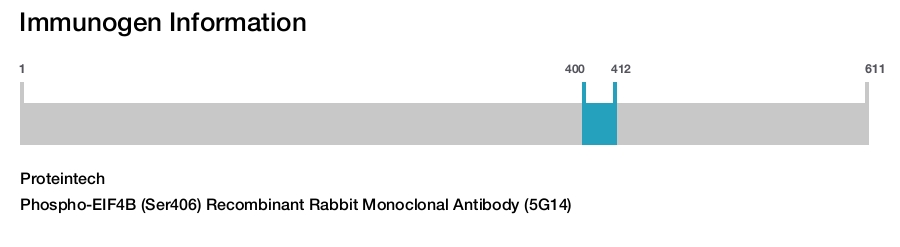 Phospho-EIF4B (Ser406) Recombinant Rabbit Monoclonal Antibody (5G14)