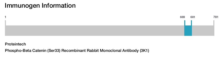 Phospho-Beta Catenin (Ser33) Recombinant Rabbit Monoclonal Antibody (3K1)