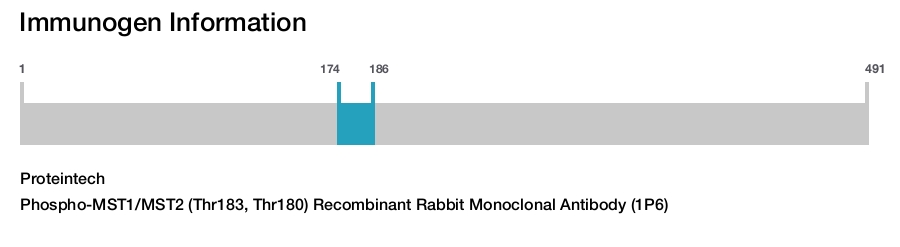 Phospho-MST1/MST2 (Thr183, Thr180) Recombinant Rabbit Monoclonal Antibody (1P6)