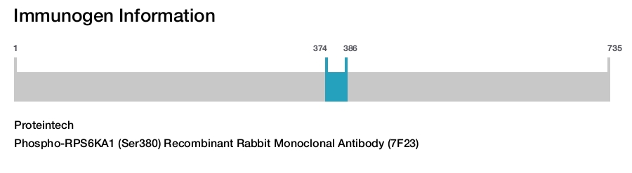 Phospho-RPS6KA1 (Ser380) Recombinant Rabbit Monoclonal Antibody (7F23)