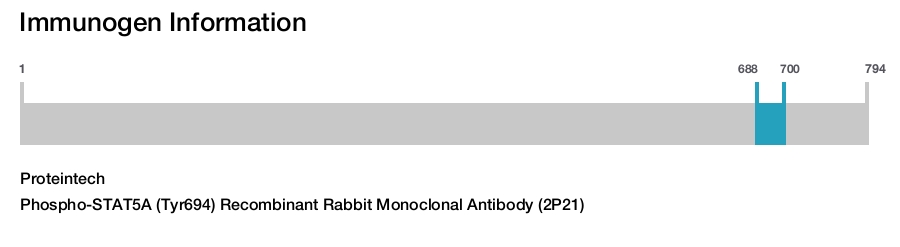 Phospho-STAT5A (Tyr694) Recombinant Rabbit Monoclonal Antibody (2P21)