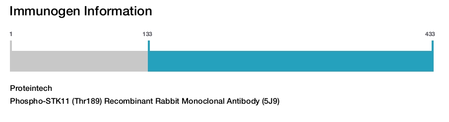 Phospho-STK11 (Thr189) Recombinant Rabbit Monoclonal Antibody (5J9)