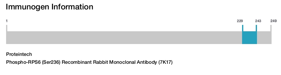 Phospho-RPS6 (Ser236) Recombinant Rabbit Monoclonal Antibody (7K17)